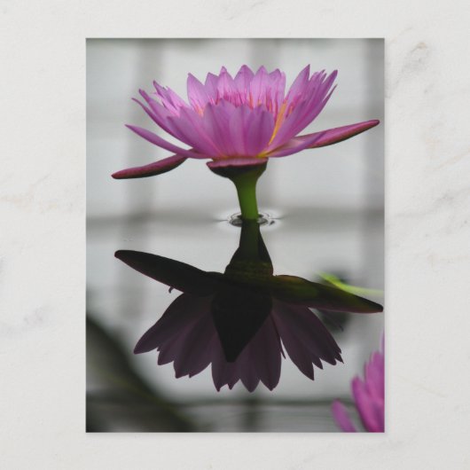 Single Wasserlilie Postkarte (Vorderseite)