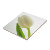 Single-Weiß-Tulpe Fliese (Seite)