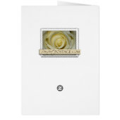 Single weiße Callalilie (Hinten)