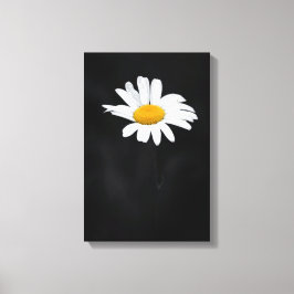 Single White and Yellow Daisy Blume on Black Leinwanddruck