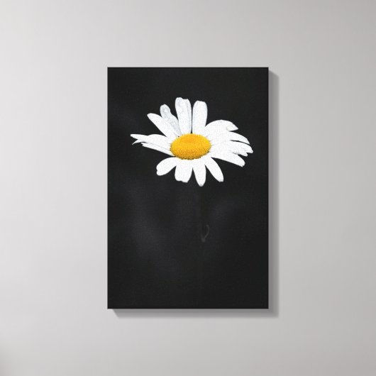 Single White and Yellow Daisy Blume on Black Leinwanddruck (Vorderseite)