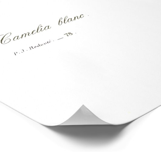 Single White Camellia Poster (Ecke)