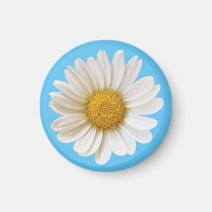 Single White Daisy auf Sky Blue Magnet