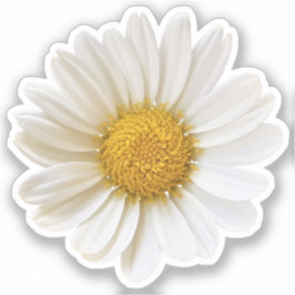 Single White Daisy Aufkleber