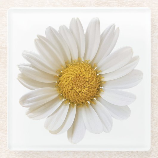 Single White Daisy Glass Untersetzer (Vorderseite)