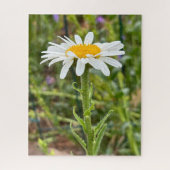 Single White Daisy Nah-Up-Foto Puzzle (Vertikal)