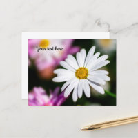 Single White Daisy Postcard