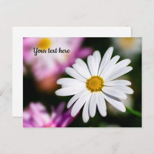 Single White Daisy Postcard Postkarte (Vorne/Hinten)