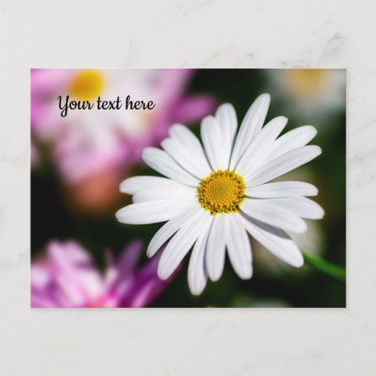 Single White Daisy Postcard Postkarte (Vorderseite)