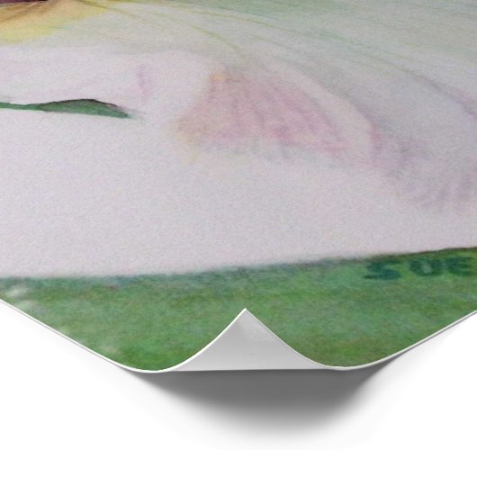 Single White Iris Poster (Ecke)