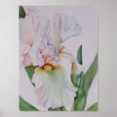 Single White Iris Poster (Vorne)