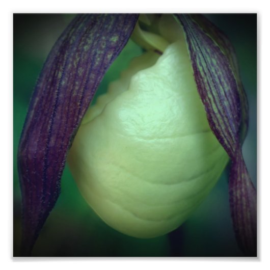 Single White Lady Slipper Orchid Blume 8x8 Fotodruck (Vorne)