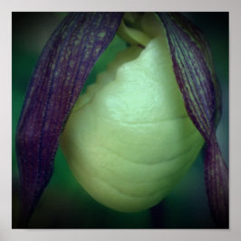 Single White Lady Slipper Orchid Blume Nah Poster