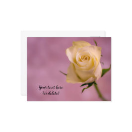 Single White Rose Postcard Postkarte