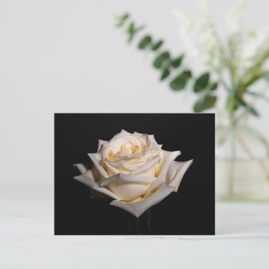 Single White Rose Postkarte (Stehend Vorderseite)