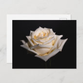 Single White Rose Postkarte (Vorne/Hinten)