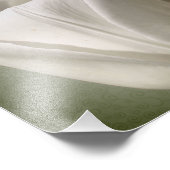 Single White Tulip Blume 8x8 Fotodruck (Ecke)