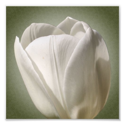 Single White Tulip Blume 8x8 Fotodruck (Vorne)