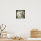 Single White Tulip Blume Poster (Küche)
