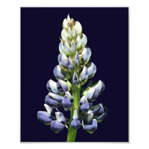 Single Wild Lila Lupine Blume 8x10 Fotodruck