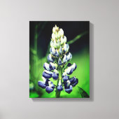 Single Wild Lila Lupine Blume Leinwanddruck (Vorderseite)