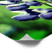 Single Wild Lila Lupine Blume Poster (Ecke)