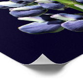 Single Wild Lila Lupine Blume Poster (Ecke)