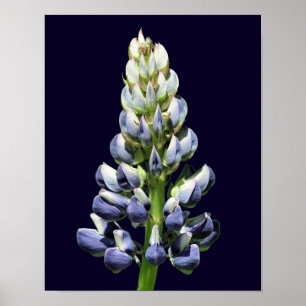 Single Wild Lila Lupine Blume Poster