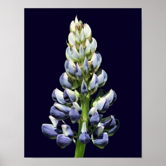 Single Wild Lila Lupine Blume Poster (Vorne)