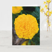 Single Yellow Marigold Grußkarte Karte (Gelbe Blume)