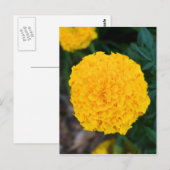 Single Yellow Marigold Postcard Postkarte (Vorne/Hinten)