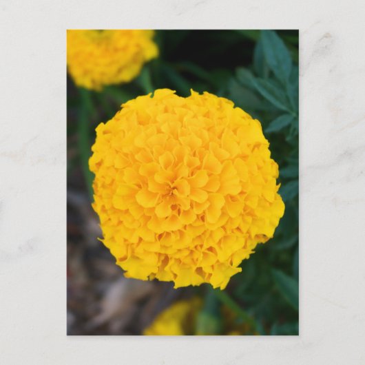 Single Yellow Marigold Postcard Postkarte (Vorderseite)