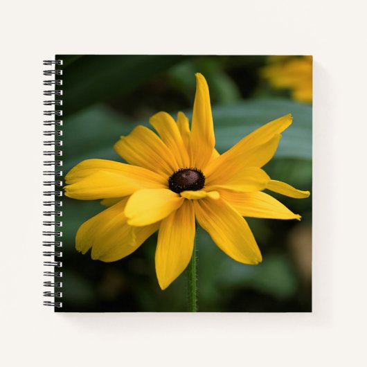 Single Yellow Rudbeckia Blume Notizblock (Vorderseite)