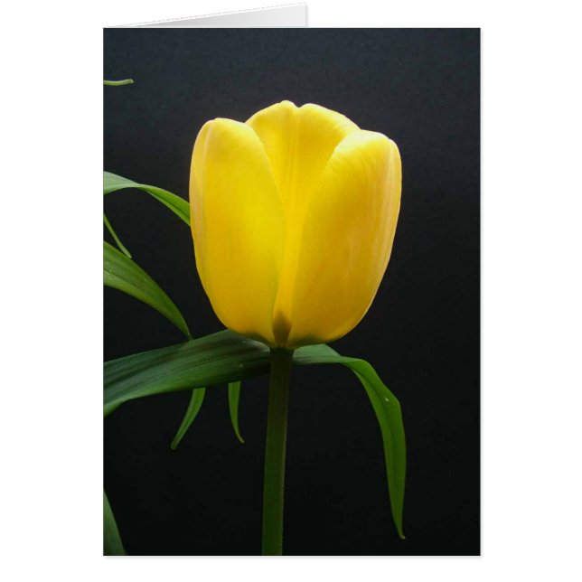 Single yellow tulip flower (Vorne)