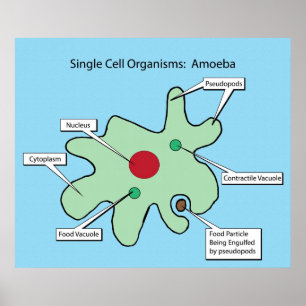 Single-Zell-Organismen: Amoeba Poster