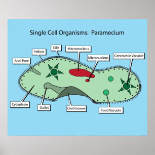 Single Zell-Organismen: Paramecium Poster