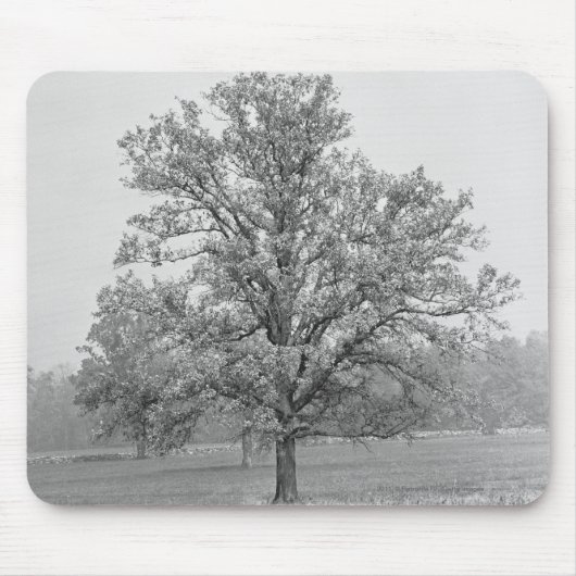 Singlebaum auf dem Gebiet B&W Mousepad (Vorne)