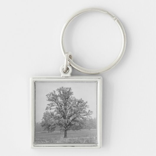 Singlebaum auf dem Gebiet B&W Schlüsselanhänger (Vorne)