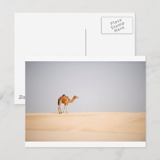 Singlekamel auf arabischen Sanddünen Postkarte (Vorne/Hinten)