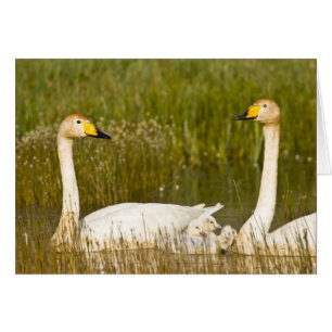 Singschwan-Paar mit Küken in Island.