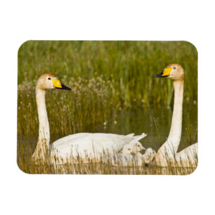 Singschwan-Paar mit Küken in Island. Magnet