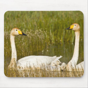 Singschwan-Paar mit Küken in Island. Mousepad