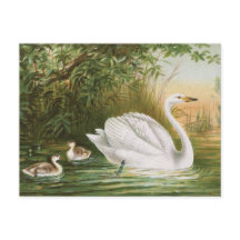 "Singschwan" Vintage-Vogelillustration
