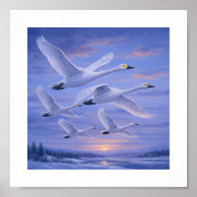 Singschwäne im Winterhimmel – Japanische Wildvögel
