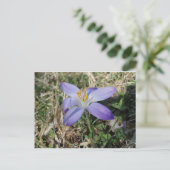 Singular Crocus Postkarte (Stehend Vorderseite)