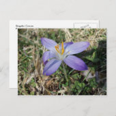 Singular Crocus Postkarte (Vorne/Hinten)