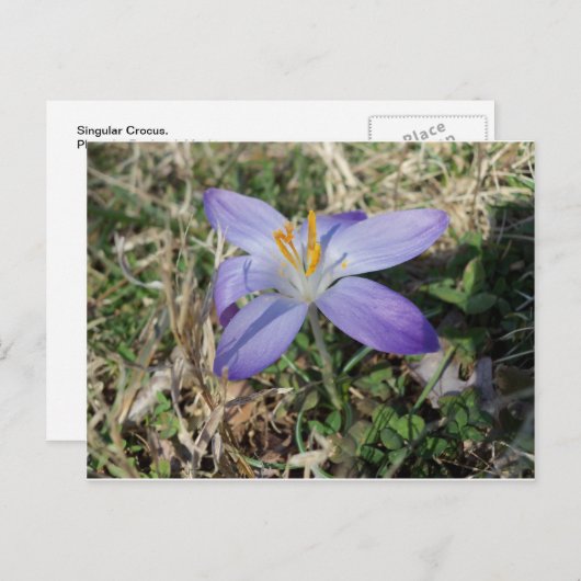 Singular Crocus Postkarte (Vorne/Hinten)