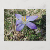 Singular Crocus Postkarte (Vorderseite)