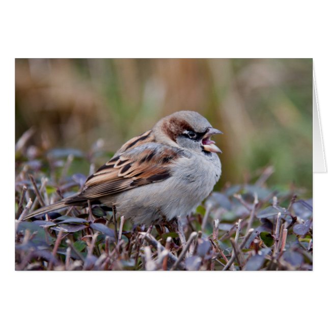 Singvogel (Vorderseite (Horizontal))