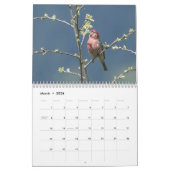 Singvögel aus Nordamerika Kalender (Mär 2026)